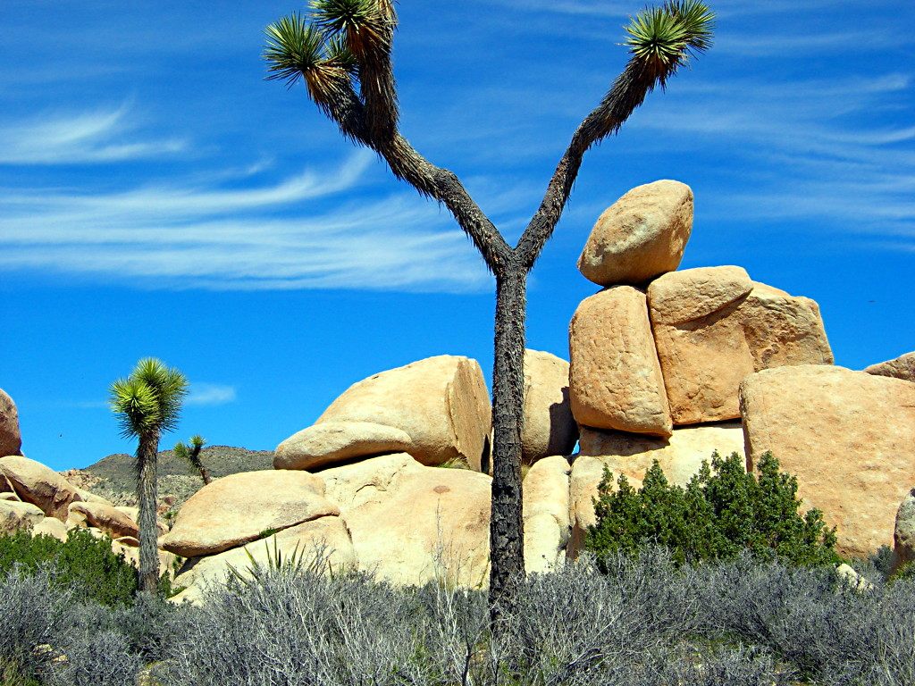 Die Joshua Palmen bilden mit dem sandsteinfarbenen Granit, der sich toll zum Klettern eignet, und dem strahlend blauen Himmel einen herrlichen Kontrast<br/>Quelle: Allan Engelhardt auf Flickr