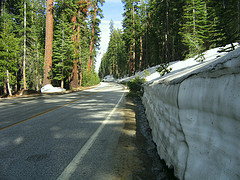 5 Fu (1,5 Meter) hohe Schneehufen auf dem Tioga Pass, die selbst die Tannenbume umgeknickt haben<br/>Quelle: Dawn Endico auf Flickr