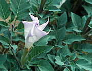 Wrights Stechapfel (Datura wrightii)