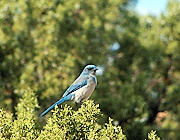 Westlicher Buschhher (Aphelocoma californica)