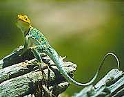 Westlicher Halsbandleguan (Crotaphytus collaris baileyi)